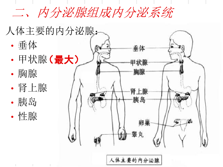 《第4单元 生物圈中的人 第十二章 人体的自我调节 第3节 激素调节》