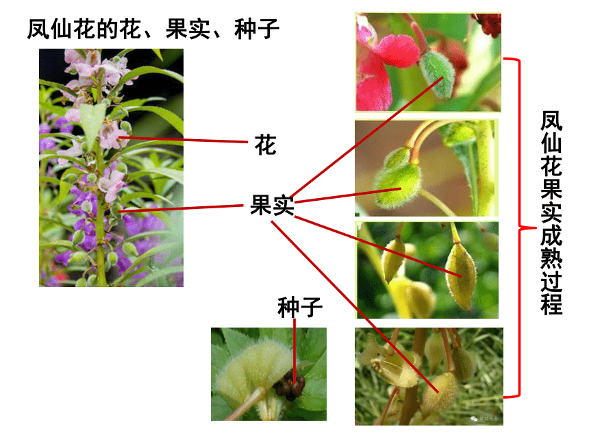 青岛版六三制2017秋三年级上册科学23植物的身体课件12张