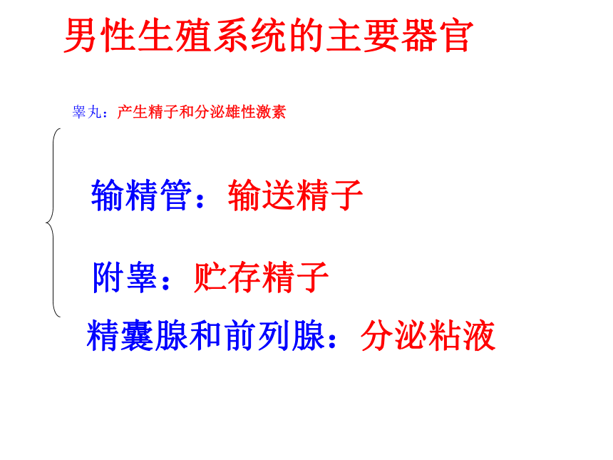 人教版生物七年级下册412人的生殖课件13张ppt