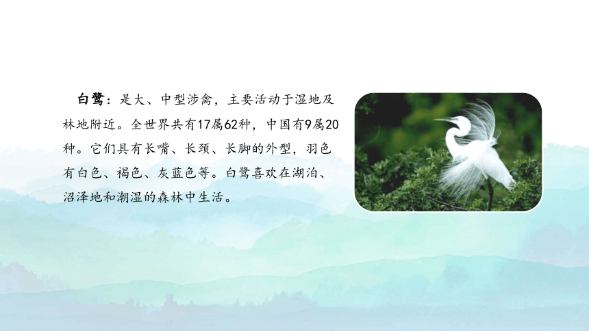 1白鹭 课件 (共27张ppt)