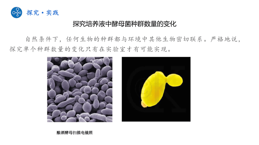 1.2探究培养液中酵母菌种群数量的变化课件(共36张PPT1个视频)人教版 高中生物选择性必修2_21世纪教育网-二一教育