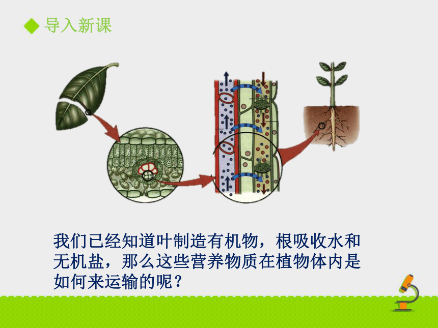 20202021学年北京版七年级下册生物第五章第一节植物体内的物质运输