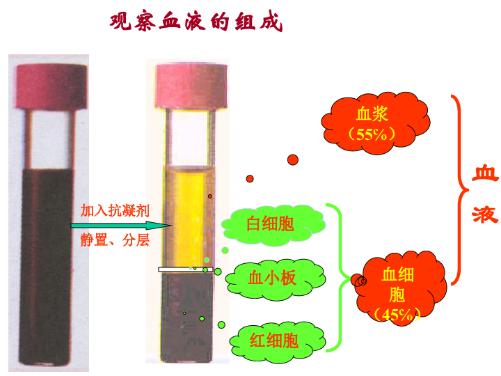 1游动的组织 血液 课件(共31张ppt)