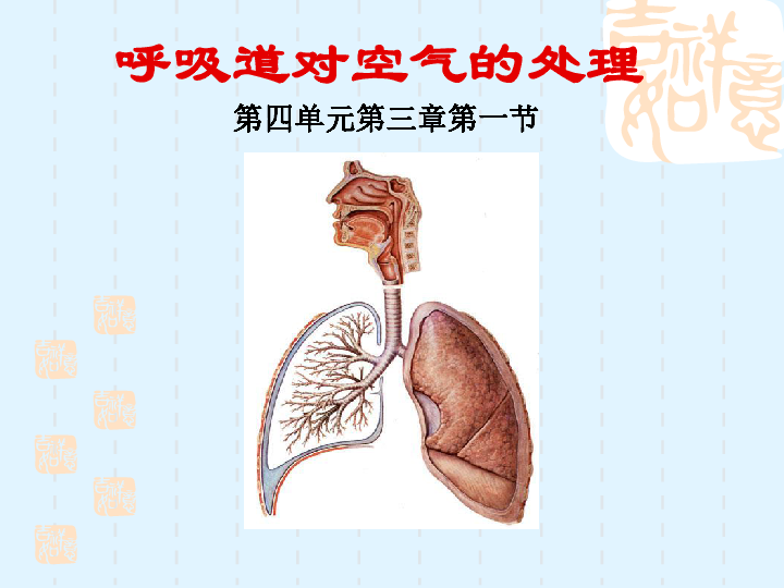 人教版生物七年级下册431呼吸道对空气的处理课件共51张ppt