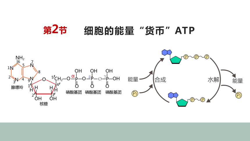 新教材人教版2019高中生物必修一52细胞的能量货币atp课件30张ppt