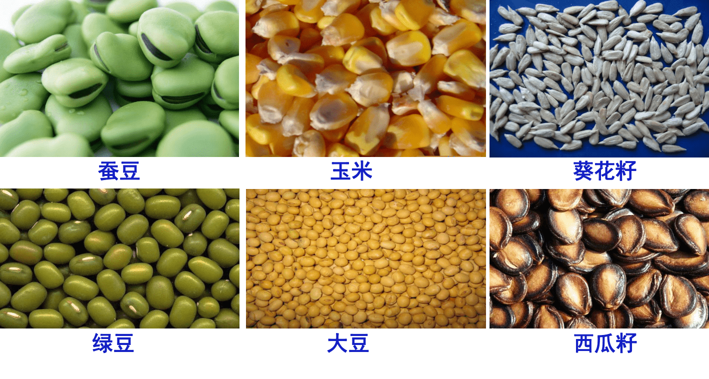 第一节植物种子的萌发种子的结构课件23张ppt