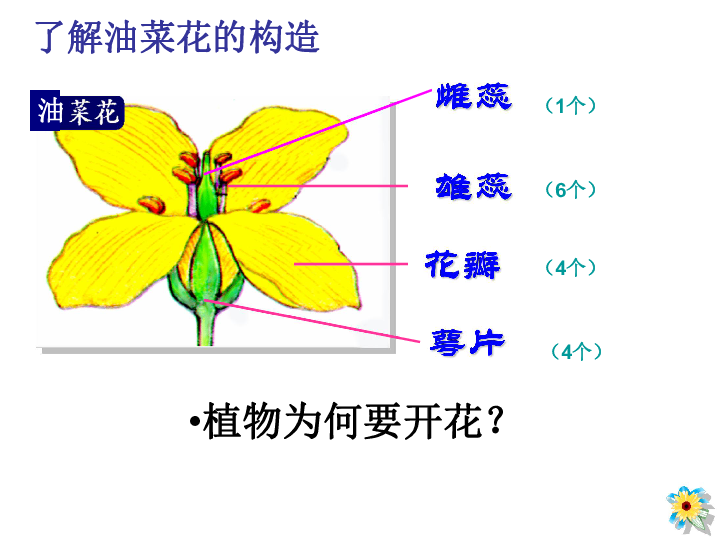 2.2 《各种各样的花》 课件(30ppt)