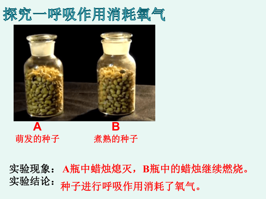 2呼吸作用消耗氧气产生二氧化碳课件(22张ppt)