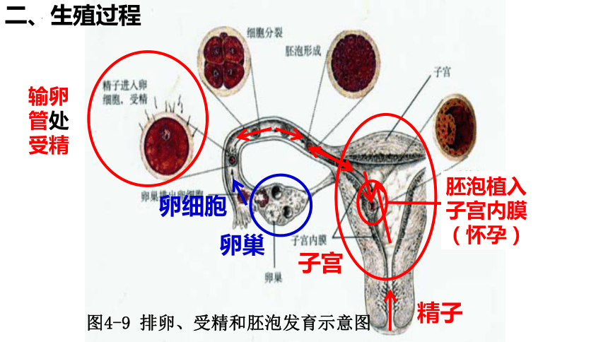 4.1.2人的生殖课件(共12张PPT)2021--2022学年人教版生物七年级下册_21世纪教育网-二一教育