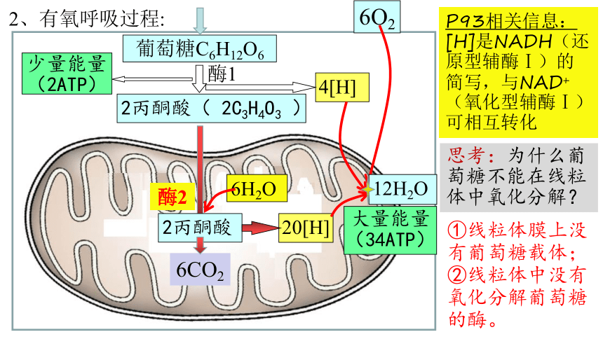 53细胞呼吸的原理和应用第2课时细胞呼吸的过程与原理的应用课件新