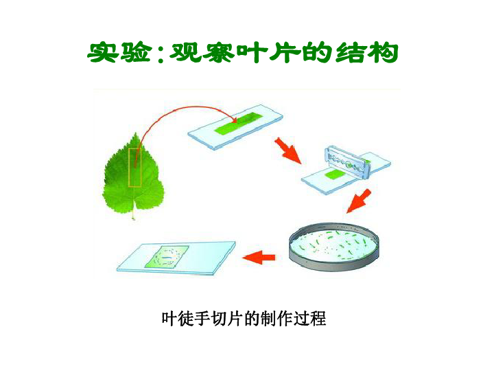 光合作用观察叶片的结构课件共21张ppt