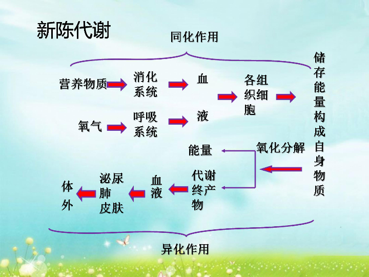 5 人体生命活动过程中物质和能量的转化 课件(共11张ppt)