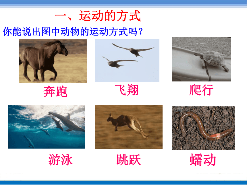 济南版七年级生物上册223动物的运动课件20张ppt