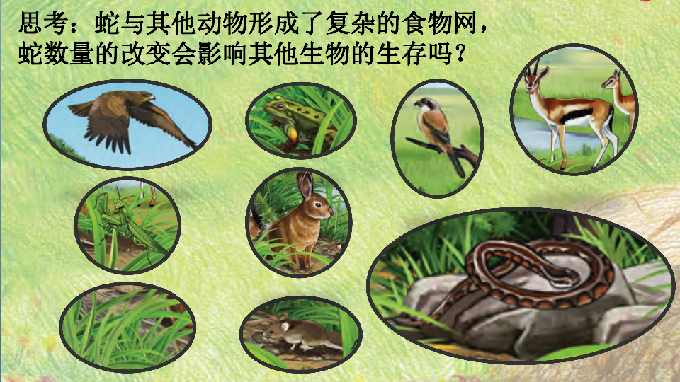 六年级下册科学课件16相互联系的食物网粤教版共19张ppt