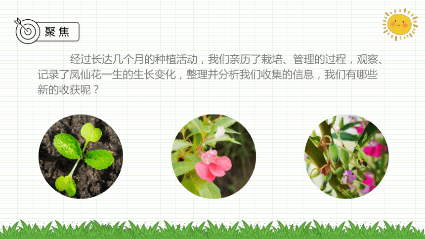 教科版2017秋四年级下册科学课件18凤仙花的一生课件共10张ppt