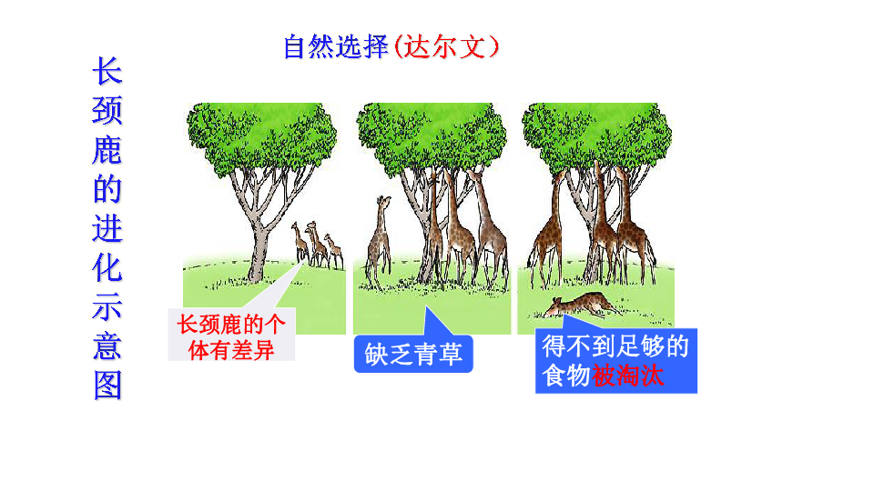 214自然选择课件15ppt