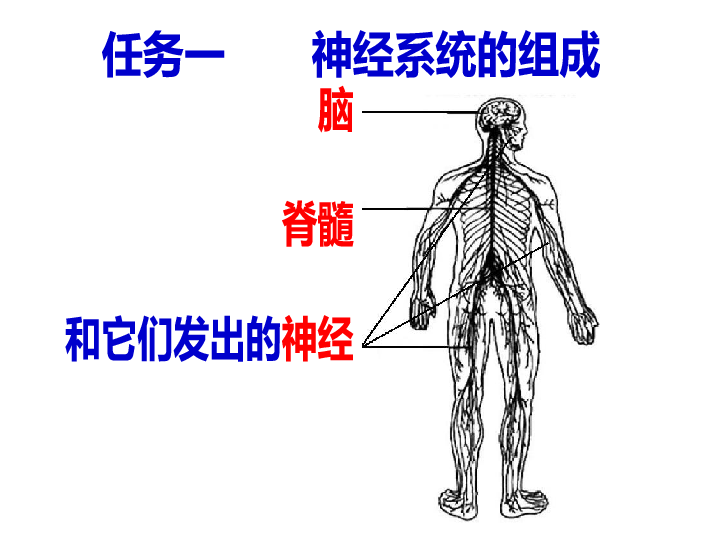 鲁科版(五四学制)七年级生物下册第四单元第六章第二节神经系统的组成