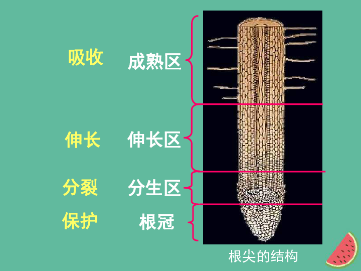 八年级生物上册第2章第2节根对水分的吸收课件3新版25张ppt