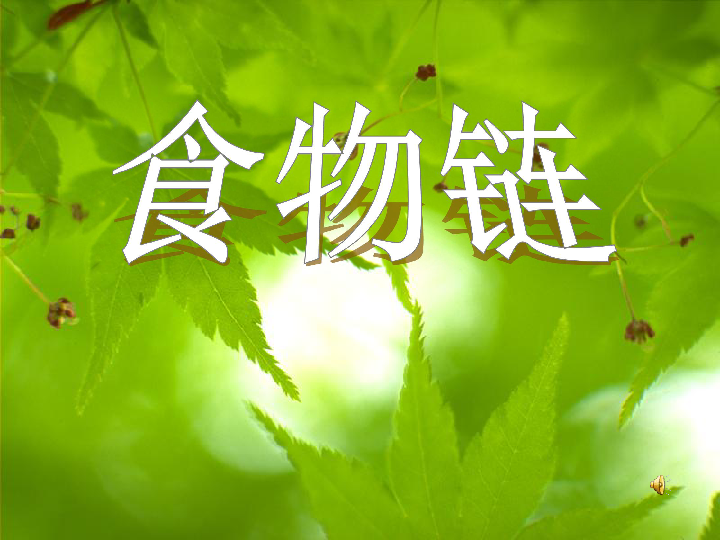 苏科版七上生物361食物链课件15张ppt