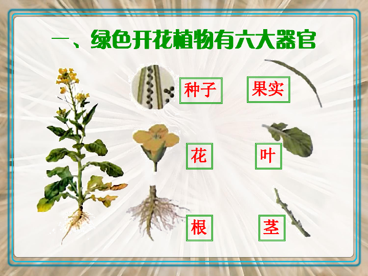 20192020学年人教版生物七年级上223植物体的结构层次课件共21张ppt