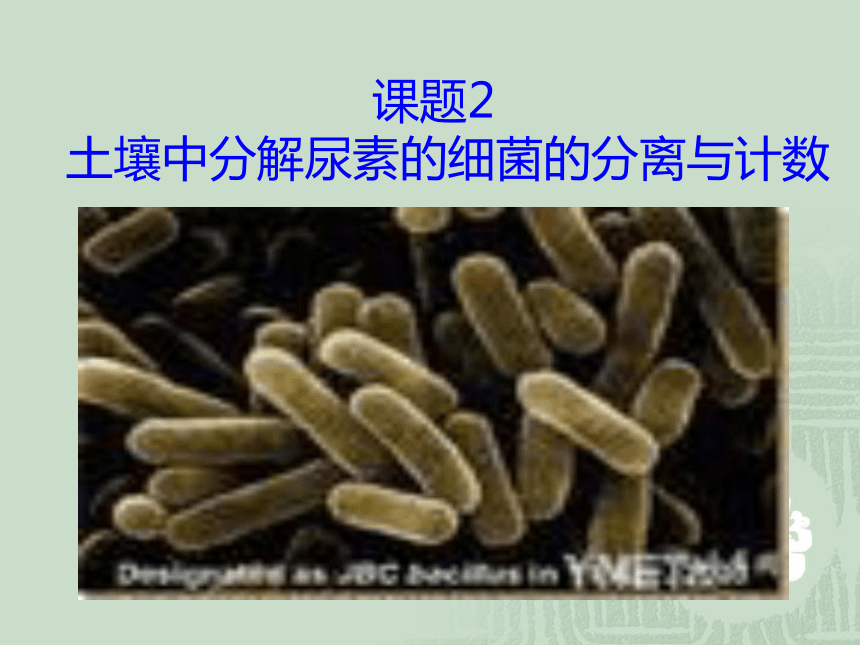 高中生物人教版选修1专题2课题22土壤中分解尿素的细菌的分离与计数共