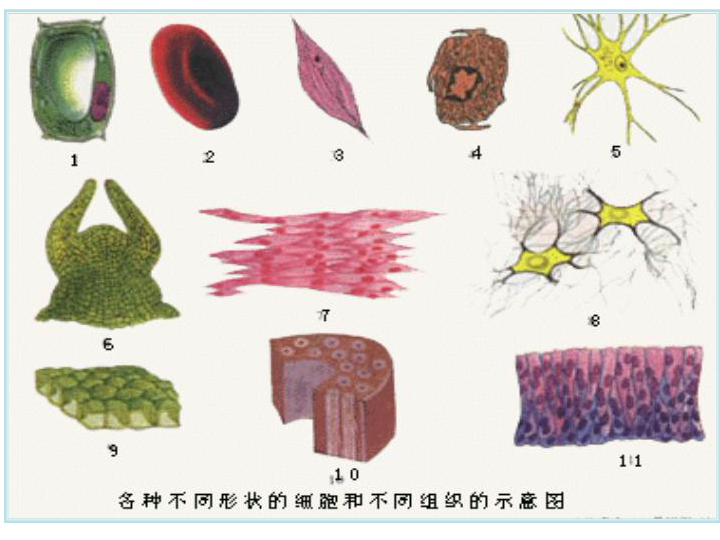 浙科版必修1第二章第一节细胞概述共38张ppt