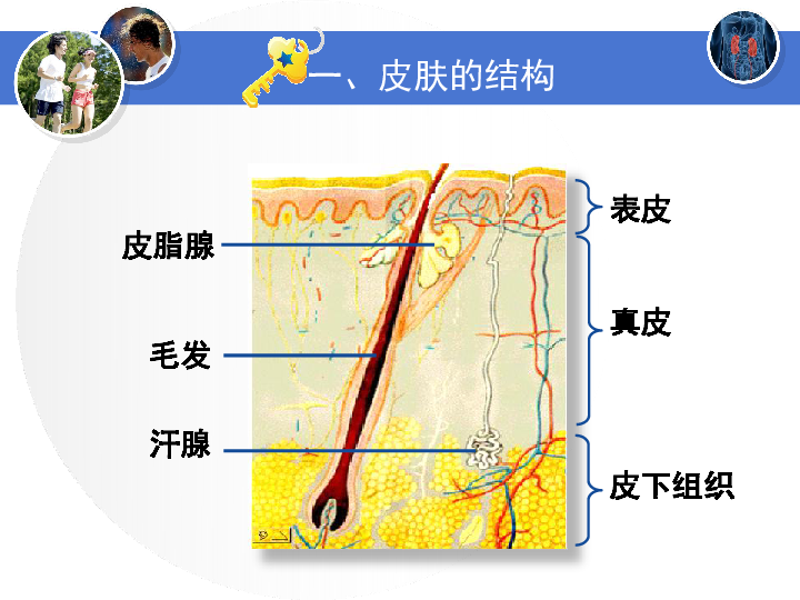 北师大版七年级下册生物113皮肤与汗液分泌课件共15张ppt