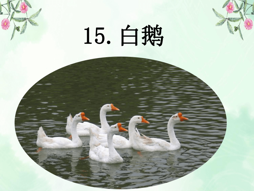 15 白鹅 课件(共43张ppt)