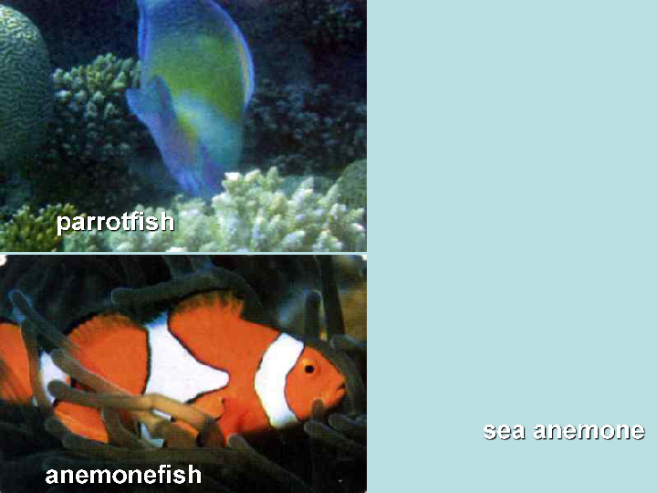 starsea slugcoralssea anemone anemonefishparrotfish sharkeela