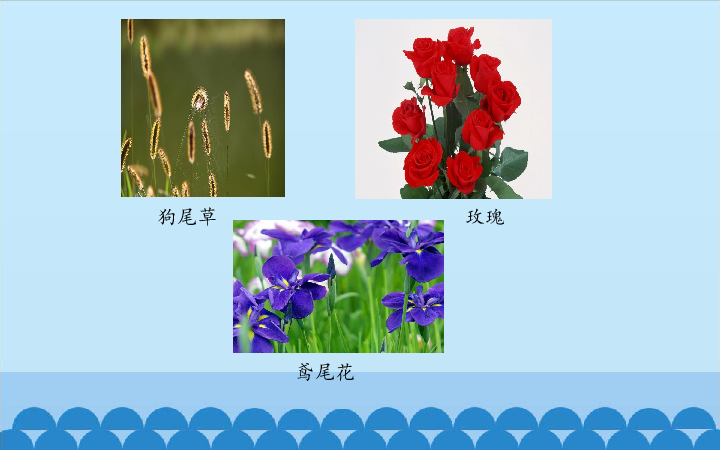 2.3阳光和凤仙花 课件