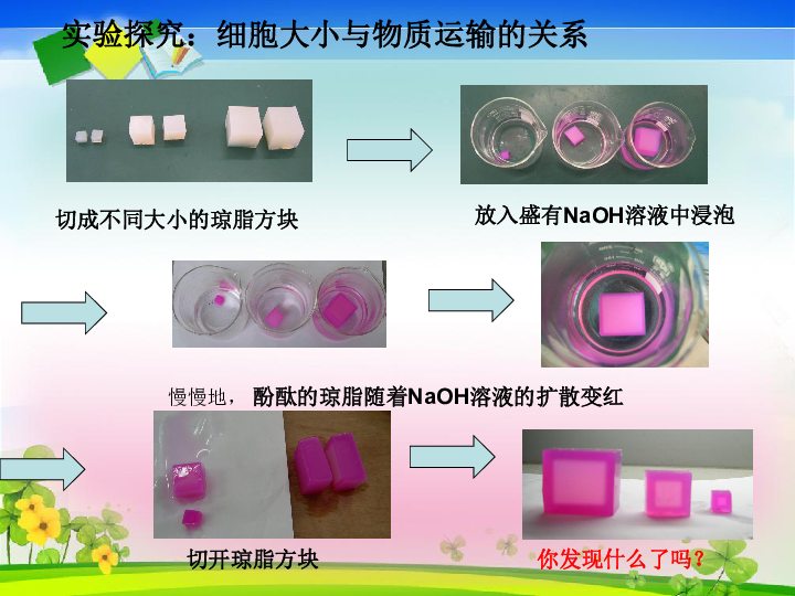 细胞的生命历程第一节 细胞的增殖本节聚焦 细胞为什么不能无限长大