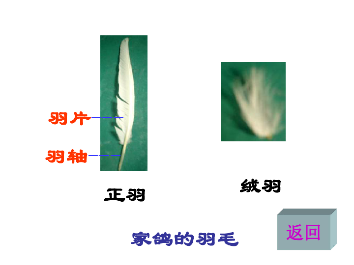 8鸟类 课件(33张ppt)