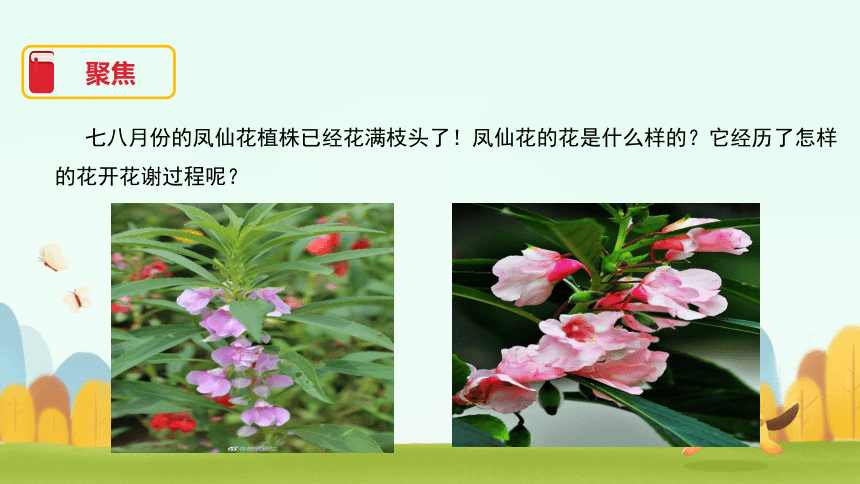 教科版2017秋四年级下册15凤仙花开花了课件22ppt