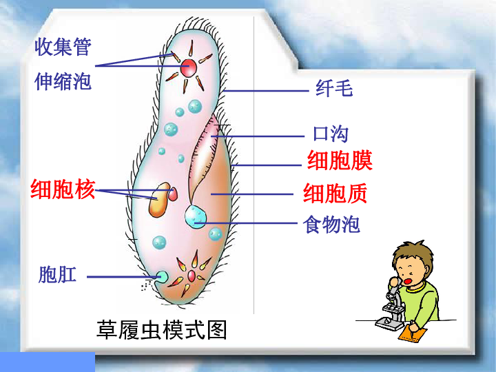 年级下册 第4单元 环境中生物的统一性 第9章 生物体有相似的结构层次