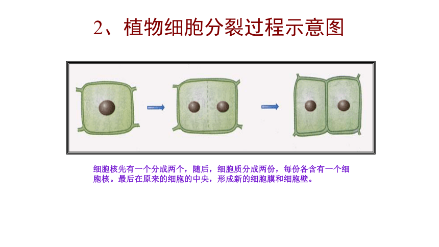 第三节细胞分裂与分化课件23张ppt