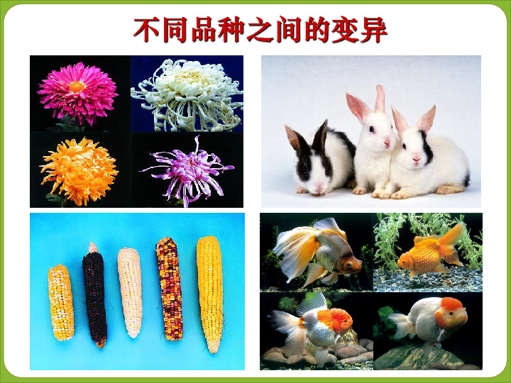 第七单元 生物圈中生命的延续和发展 第二章 生物的遗传和变异 第五节