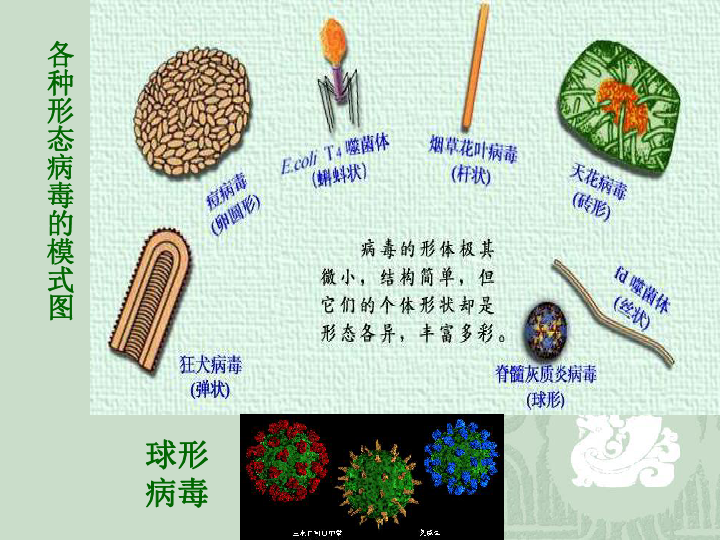 病毒下学期