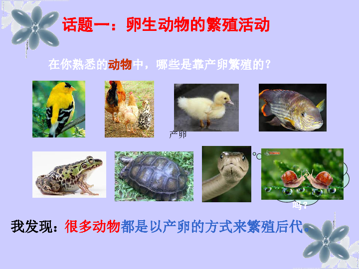 27动物的繁殖活动课件15张ppt