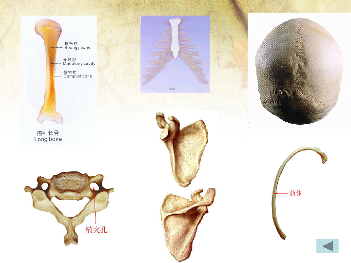1,长骨2,短骨3,扁骨4,不规则骨骨膜骨松质骨密质骨质骨髓长骨的结构:1