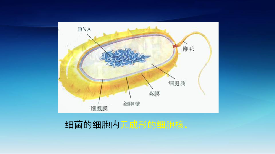 微生物的主要类群细菌真菌病毒球菌杆菌螺旋菌(一)细菌细菌的细胞内无