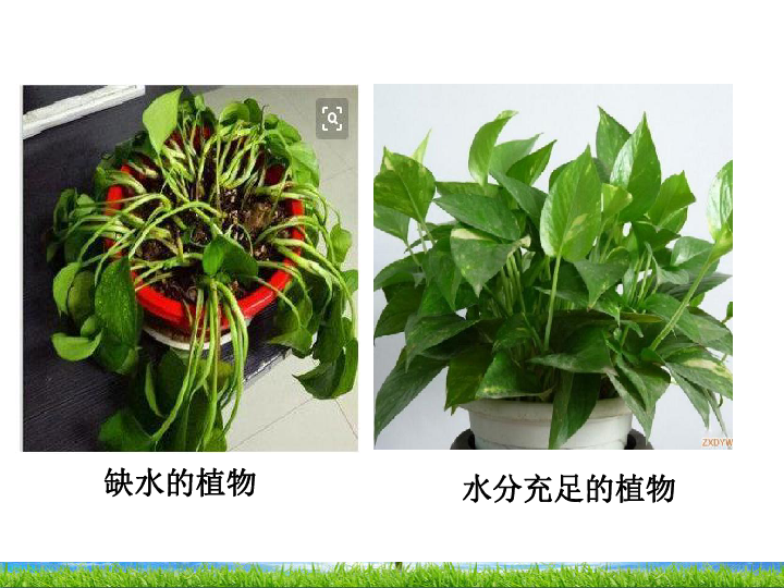 第一节 水分进入植物体内的途径 课件(37张ppt)