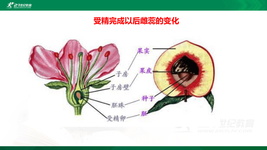 6果实和种子教科版四年级下授粉后的凤仙花慢慢凋谢,逐渐形成了果实.