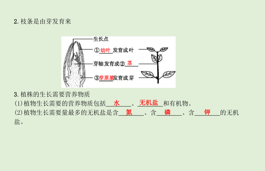 2021年春人教版生物中考教材梳理:被子植物的一生 课件(36张ppt)