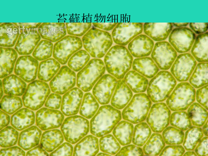 七年级生物上册第二单元第一章第二节植物细胞课件25张