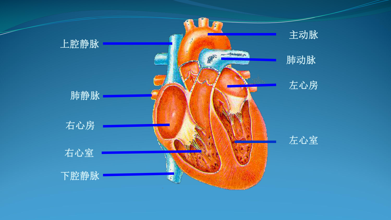 人体内的物质运输 左心室右心室左心房右心房主动脉肺动脉上腔静脉下