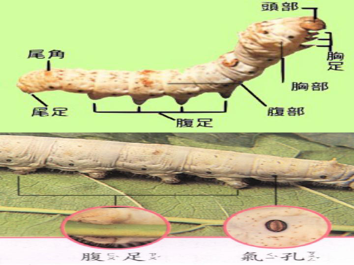 蚕的生活史山东省淄博市博山区