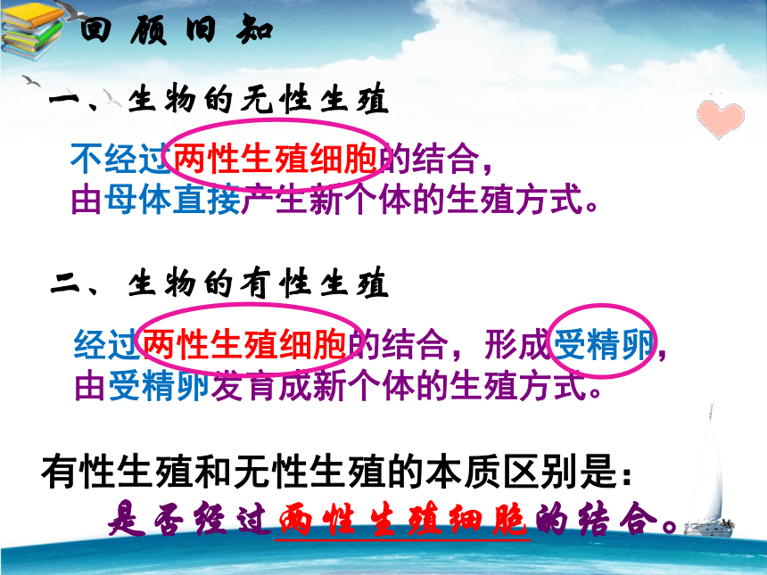 生物的生殖和发育复习课件(共41张ppt)