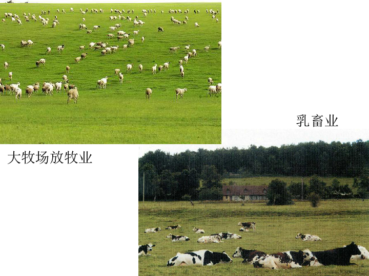 地域类型       (共41张ppt)大牧场放牧业乳畜业阅读教材51页第一段
