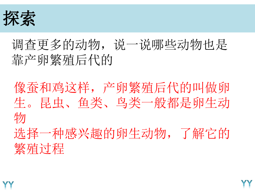 三年级下册科学课件27动物的繁殖教科版共17张ppt