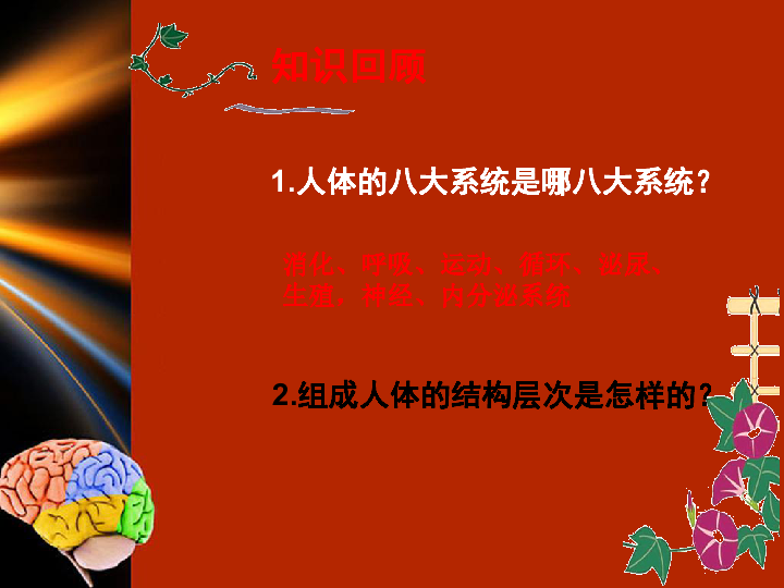 苏科版八年级上册生物161人体的神经调节课件39张ppt